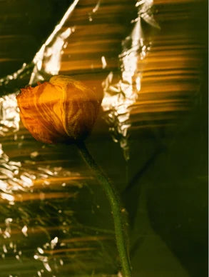 Coffret Renaissance Capillaire